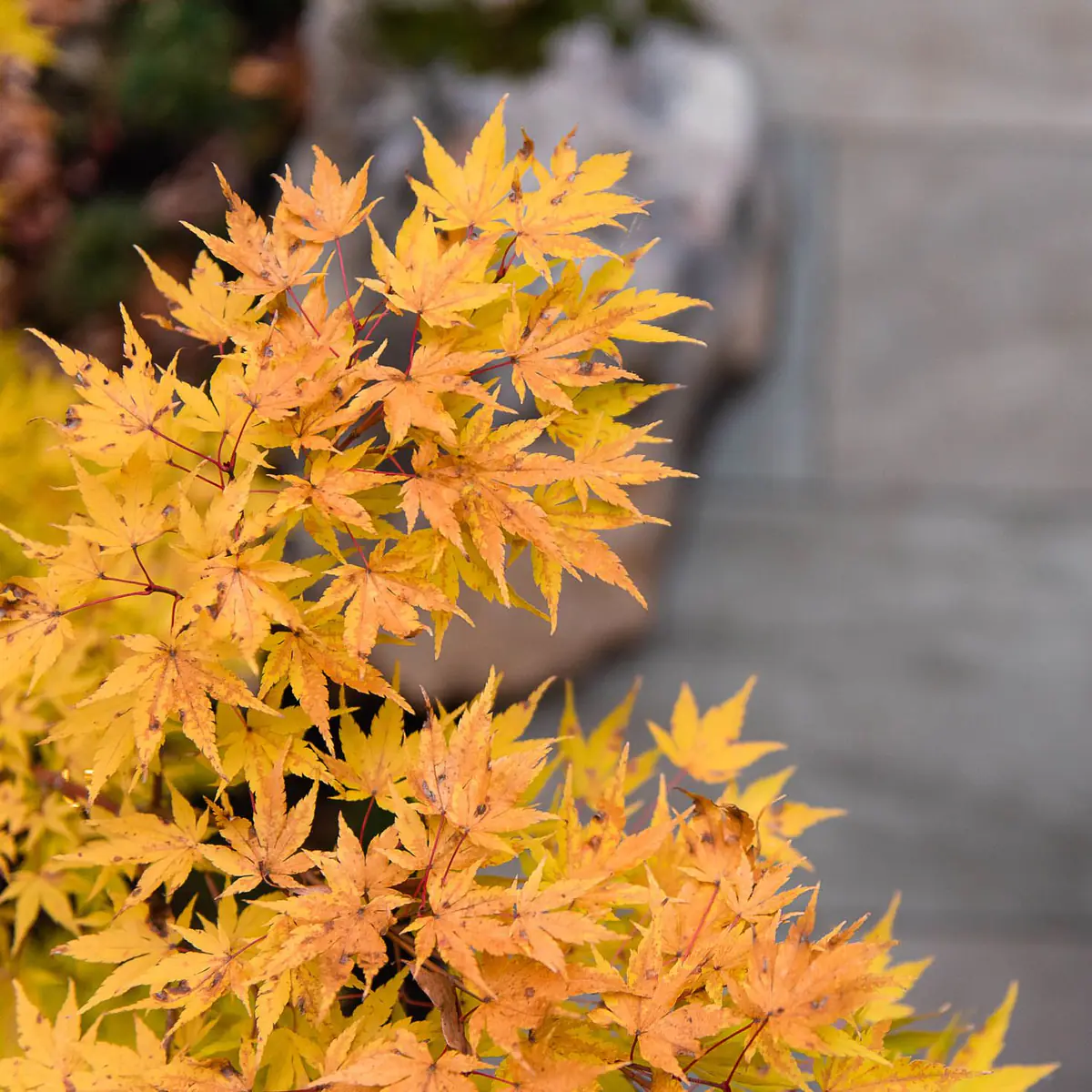 oak leaves turning yellow in the fall