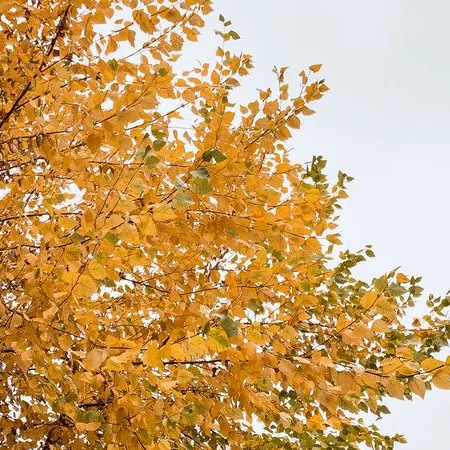 River Birch