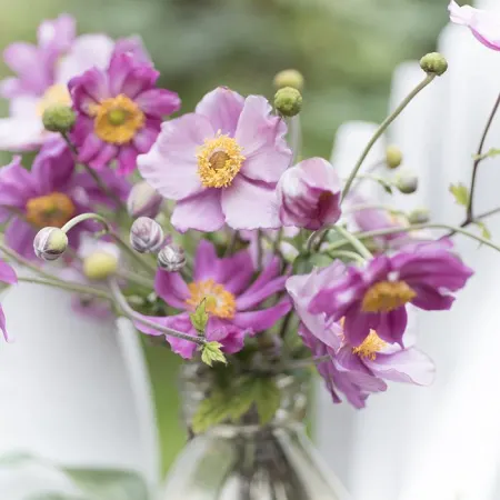 Japanese Anemone