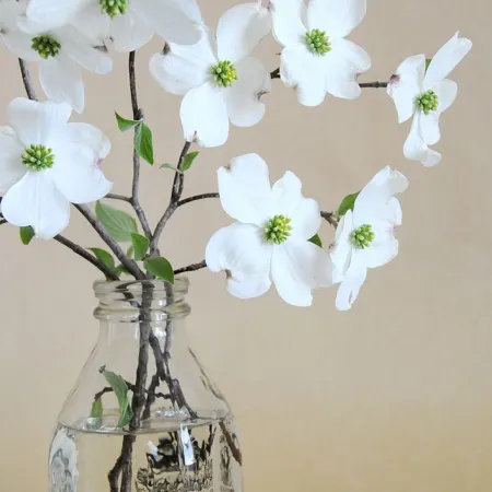 Dogwood