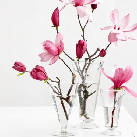 Magnolia