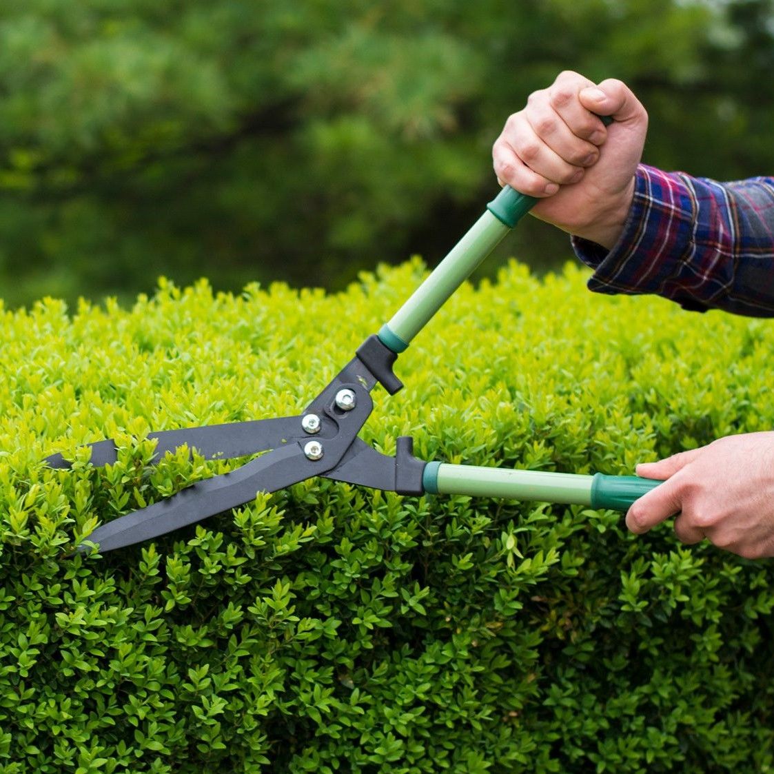 Pruning