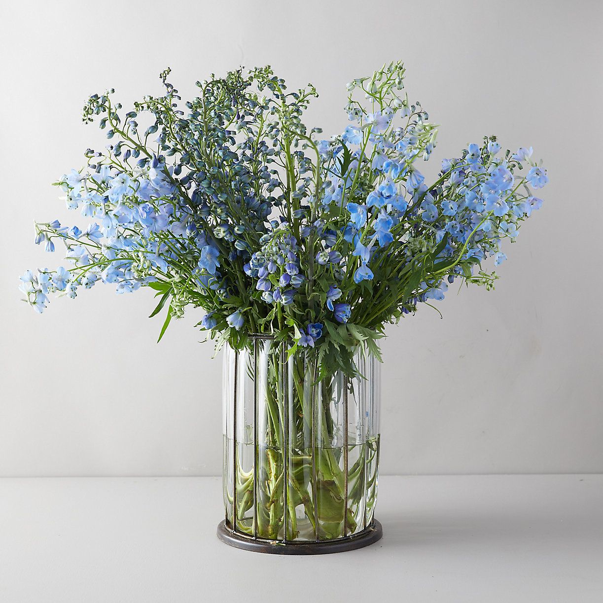 Delphinium