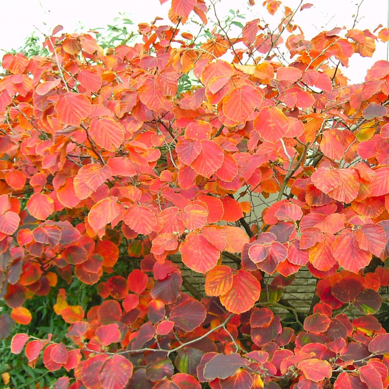 Witch Hazel