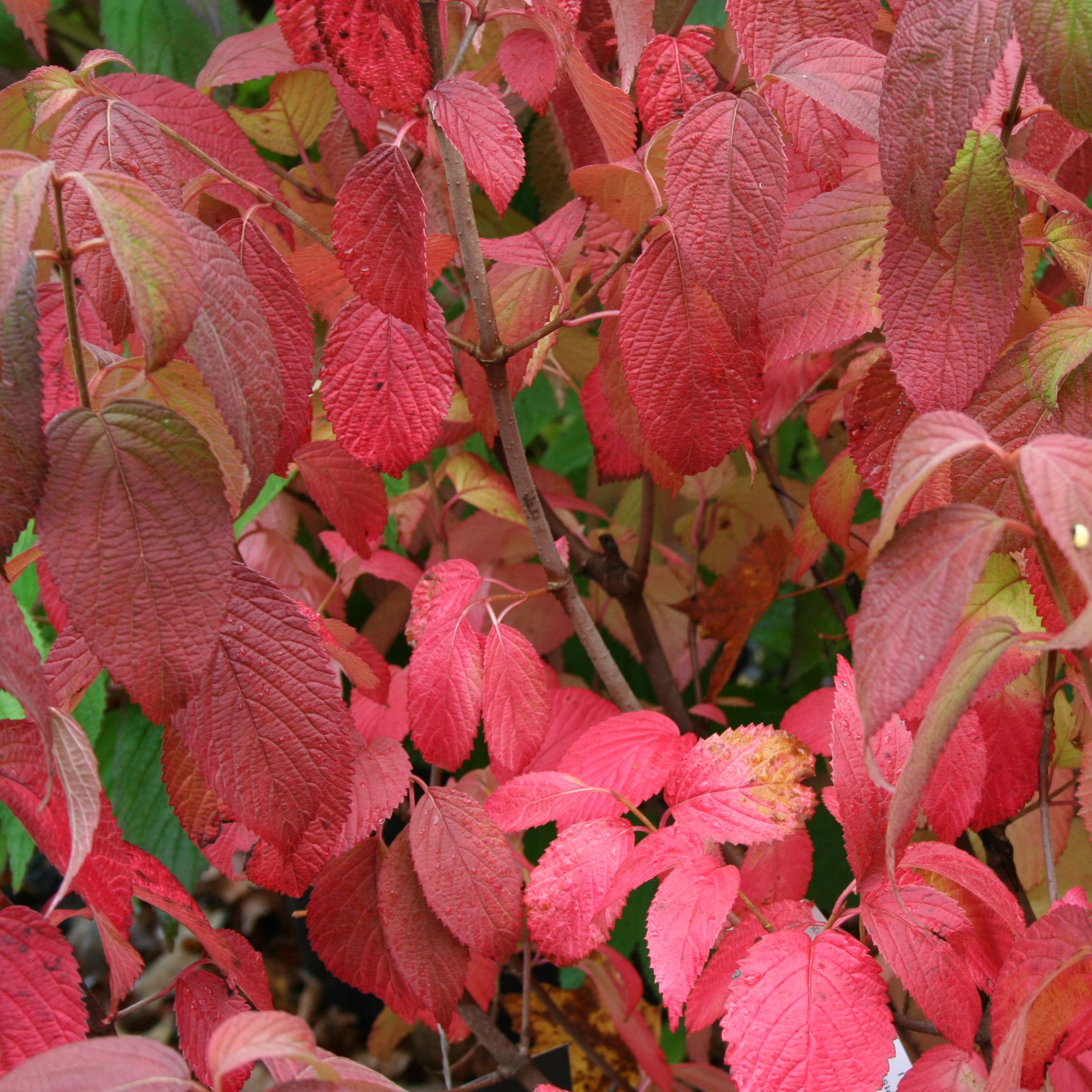 Viburnum
