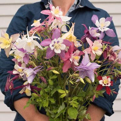 Columbine
