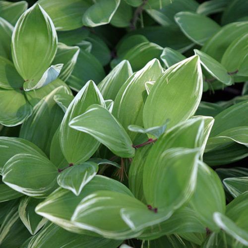 Solomon's Seal