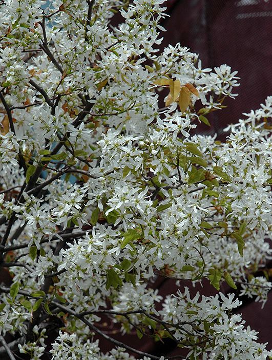 <div>Trees:</div>