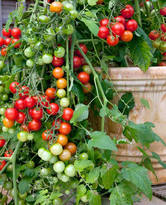 <div>Vegetables that grow well in Containers</div>