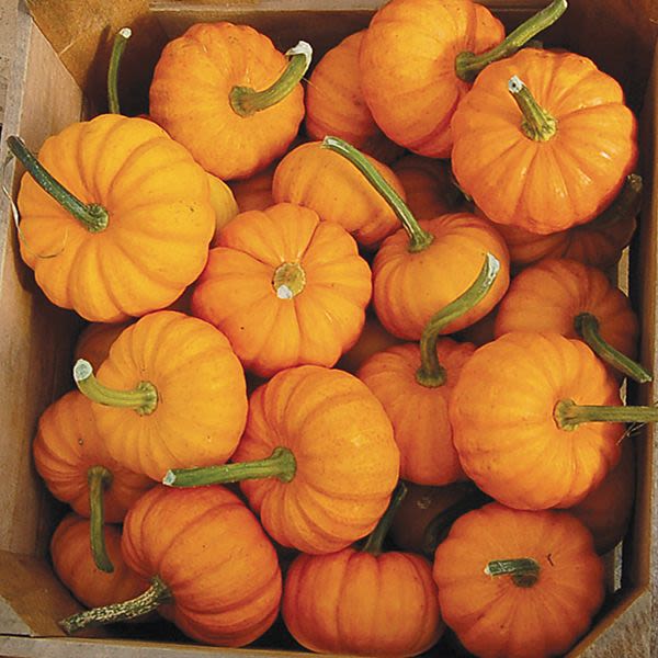 Jack-O-Little