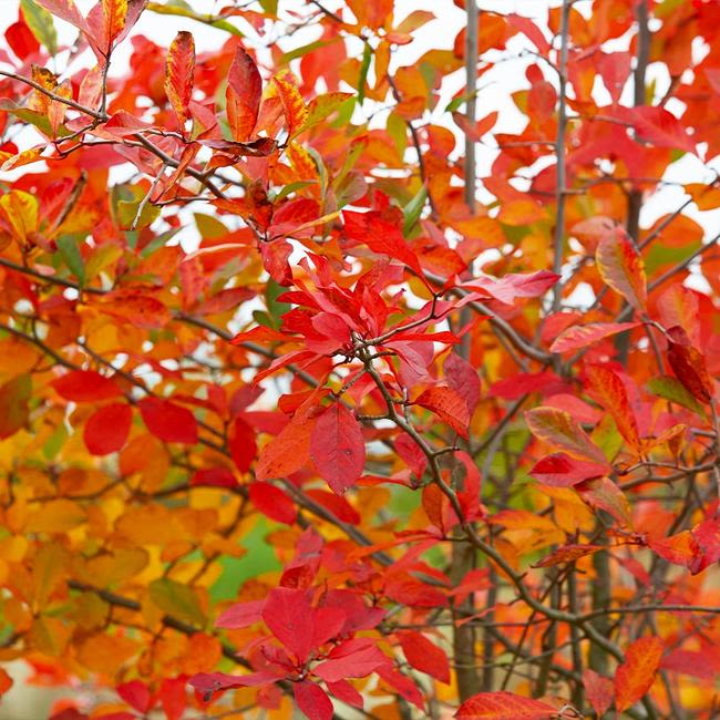 Serviceberry