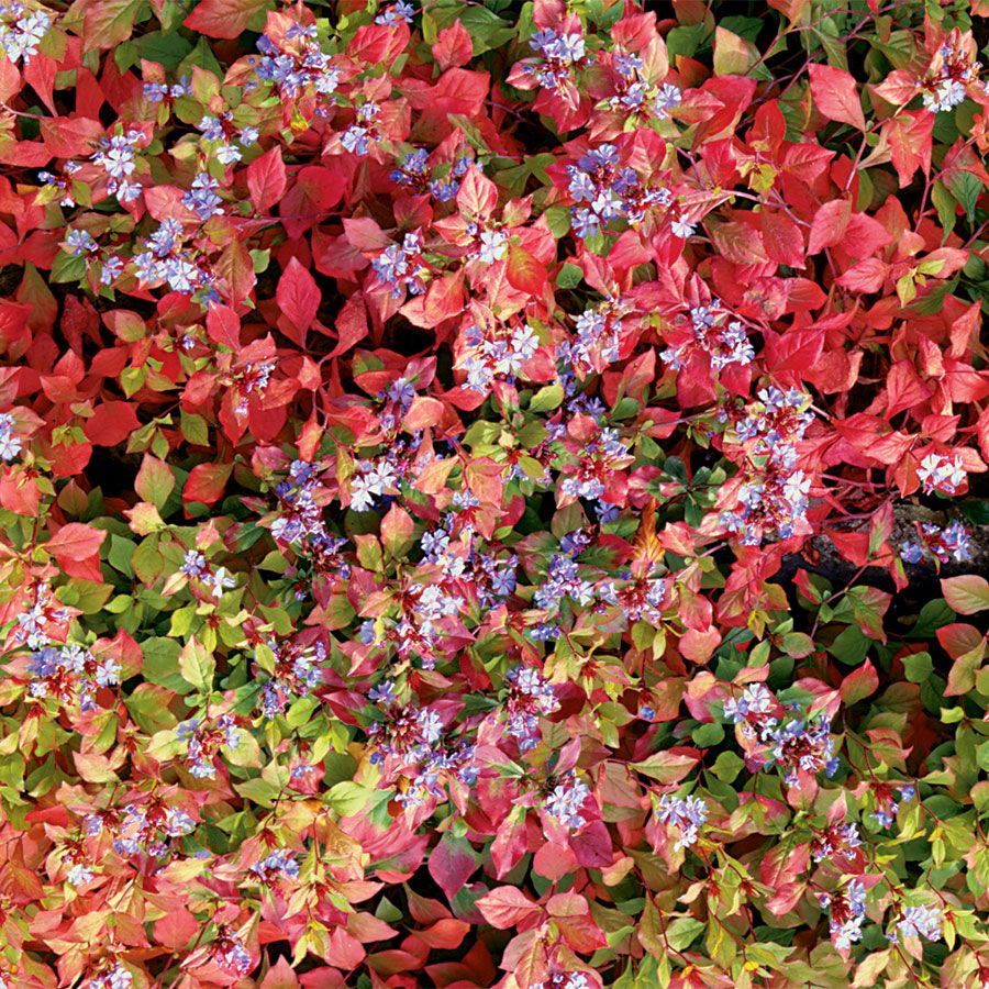 Plumbago